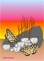 Per11.jpg (36925 tavu(a))