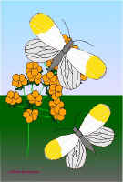 Per14.jpg (45100 tavu(a))