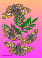 Per4.jpg (58931 tavu(a))