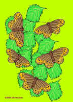 Per5.jpg (59277 tavu(a))