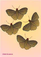 Per6.jpg (37699 tavu(a))