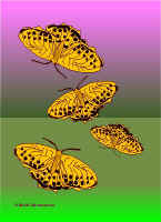 Per7.jpg (41297 tavu(a))