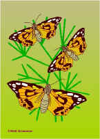 Per8.jpg (46360 tavu(a))