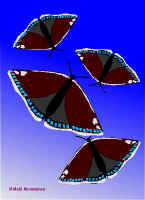 Per9.jpg (34190 tavu(a))